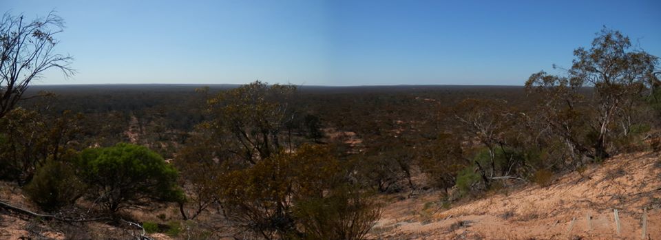 Expansive mallee woodland from Mt Crozier, Murray Sunset NP