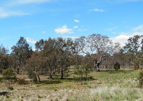 Future directions for native vegetation in Victoria
