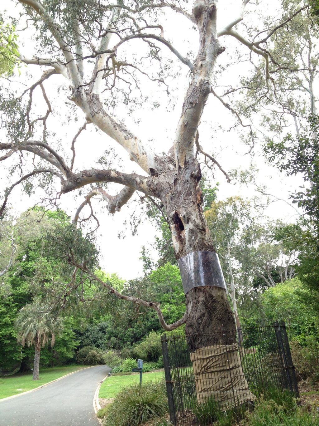 TrustTalk on First Aid and Triage for Significant Trees at the Royal Botanical Gardens