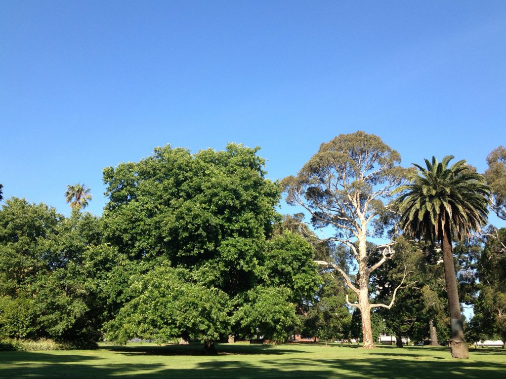 Encouraging enthusiasm for trees in Melbourne