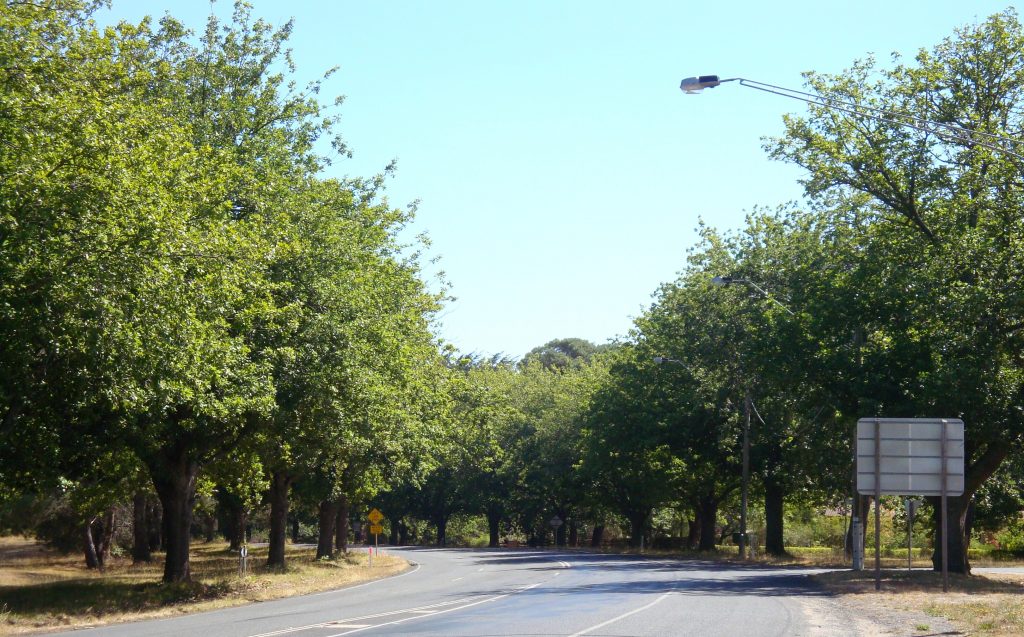 Woodend Avenue of Honour commemorates WWI