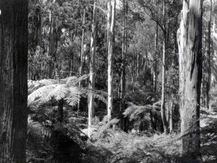 Significant Landscape Overlays in Yarra Ranges Planning Scheme – National Trust submission