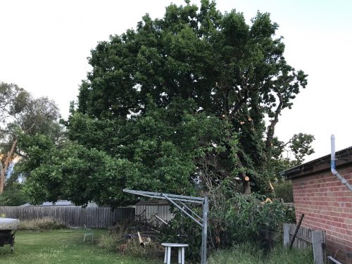 Footscray Oak highlights Need for Maribyrnong Tree Protection