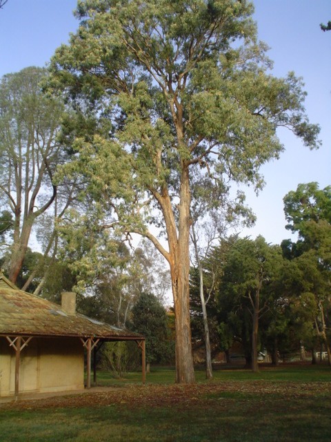 T11456 Eucalyptus Longifolia Castlemaine Botanic Gardens
