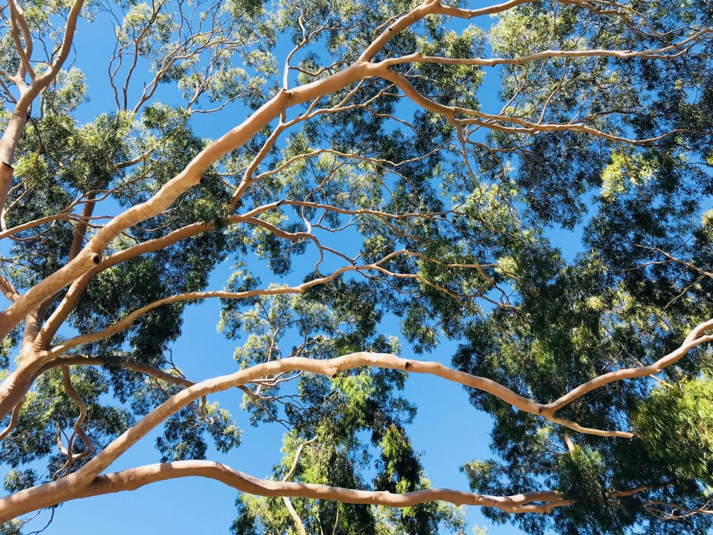 Happy National Eucalypt Day!