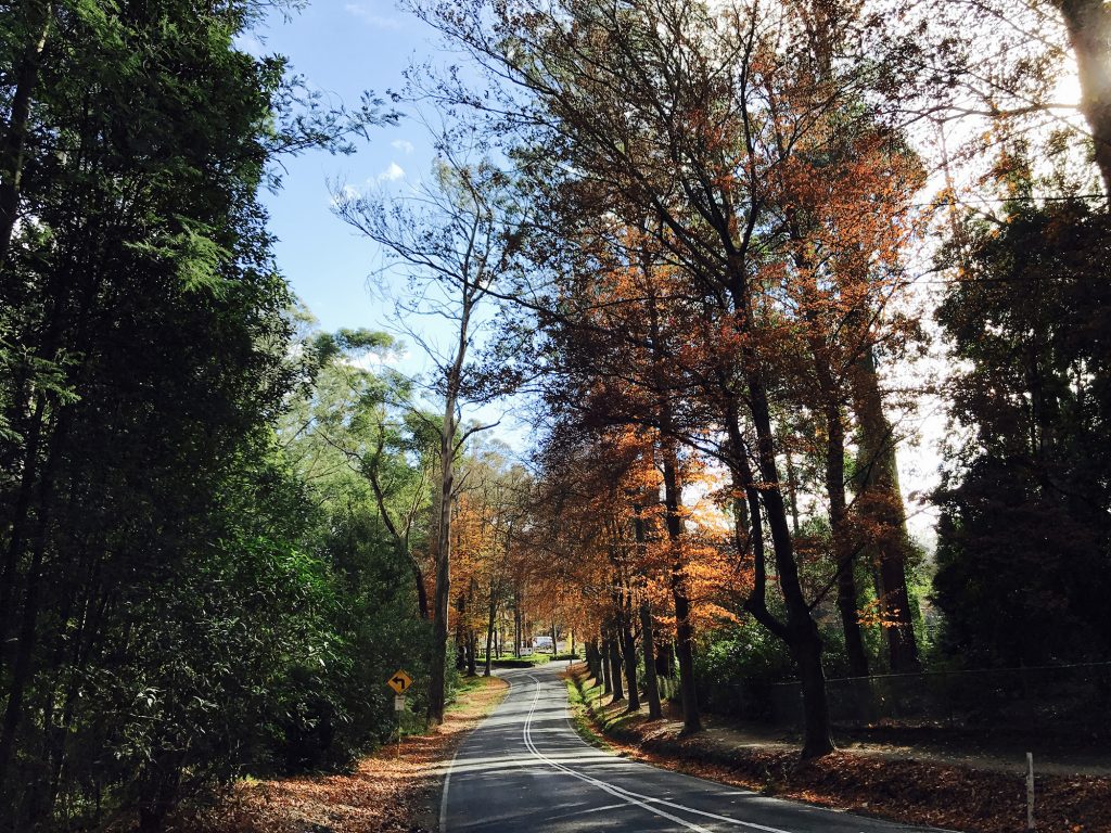 Position statement on Beech Trees, Burnham Beeches, Sherbrooke