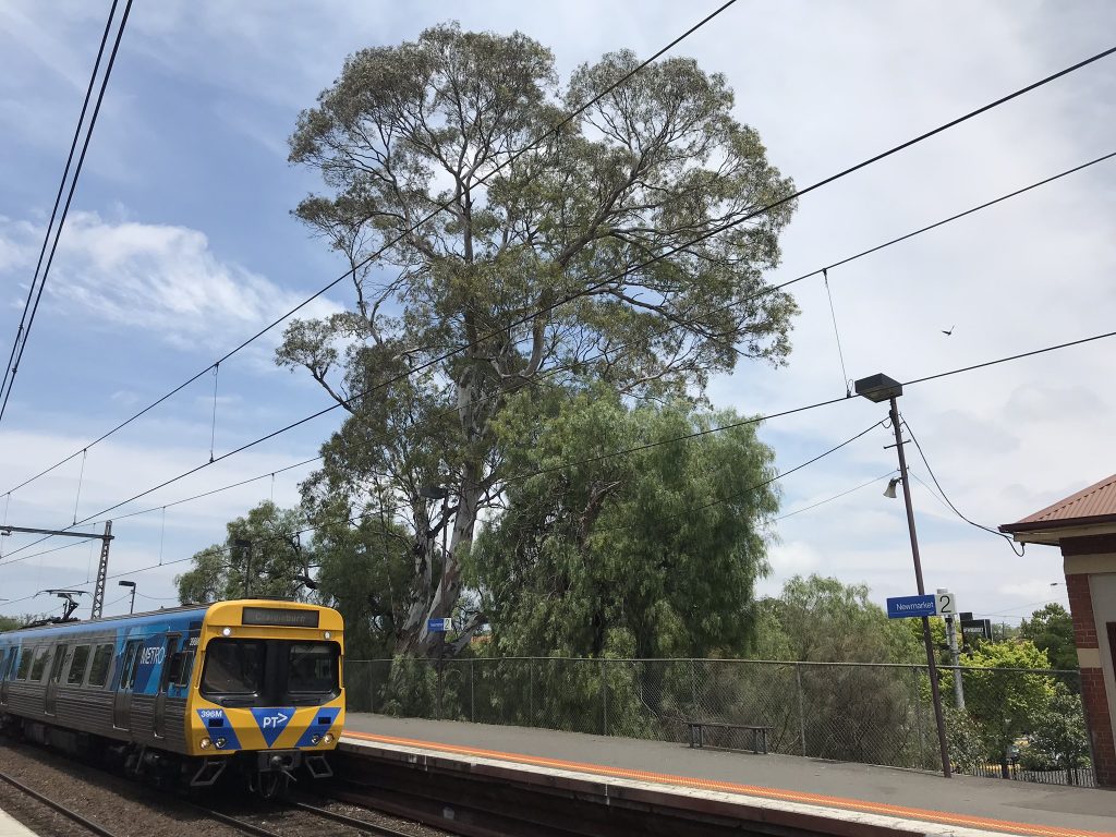 The National Trust supports the City of Moonee Valley in their protection of significant trees