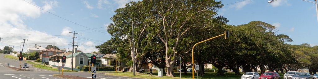 Proposed tree removal in Warrnambool