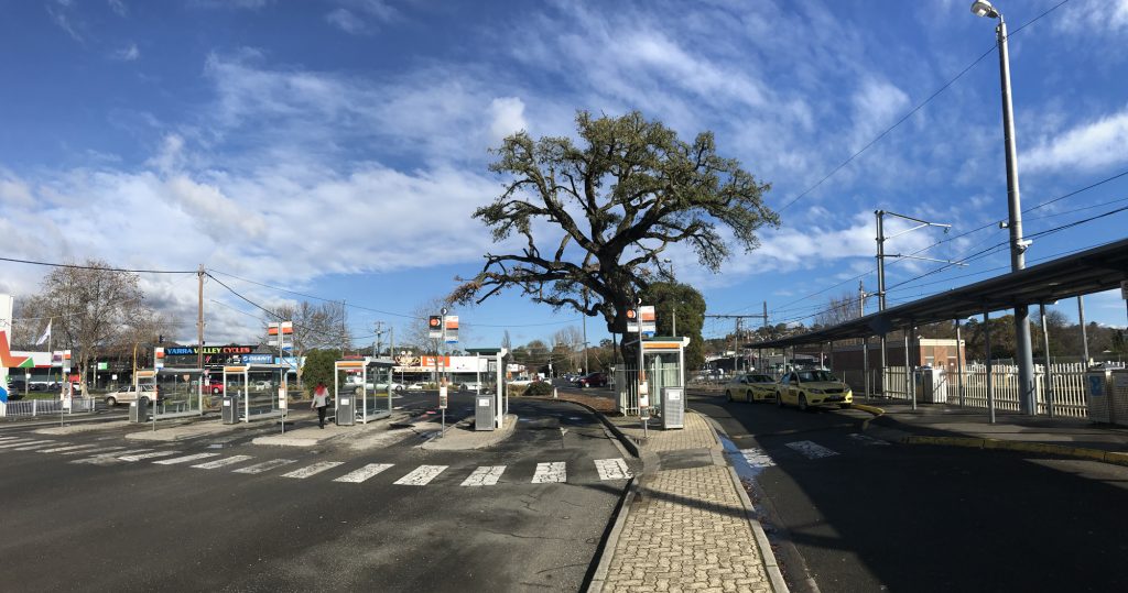 Lilydale Station Cork Oak removal