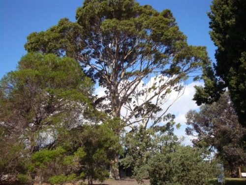 Moonee Valley add a further 416 trees to their Significant Tree Register