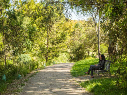 Moreland Council Creates Significant Tree Register