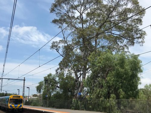 National Trust Opposes Removal of Trees at Newmarket Station (Update: Trees Saved!)