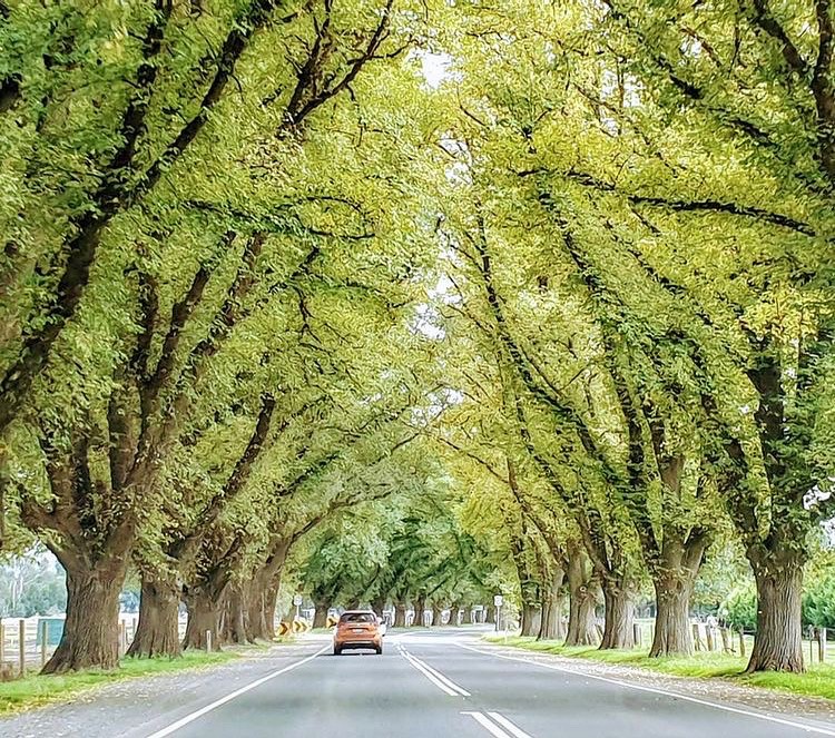 Bacchus Marsh Avenue of Honour faces more threats | Trust Advocate