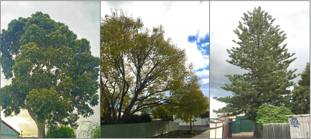 Greater tree protections on the horizon for Maribyrnong