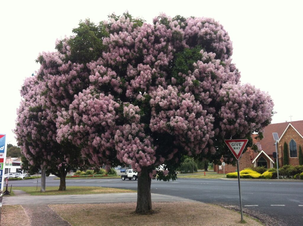 Significant Tree Study in Baw Baw Shire