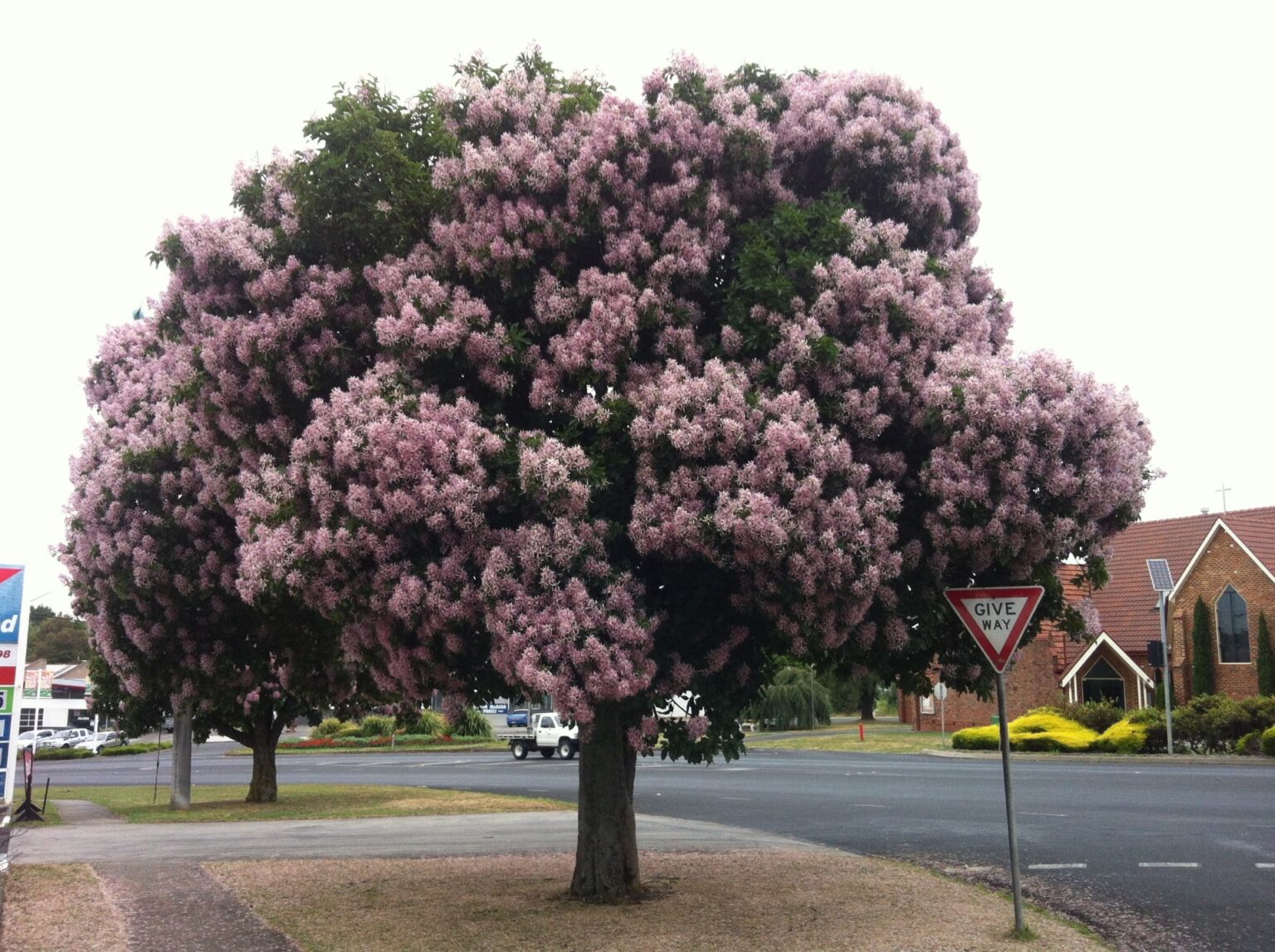Significant Tree Study in Baw Baw Shire | Trust Advocate