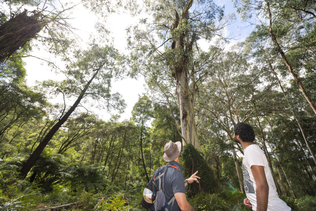 National Trust supports Aboriginal Heritage Council statement on Cultural Heritage Management Plans