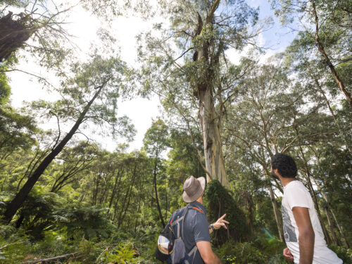 National Trust supports Aboriginal Heritage Council statement on Cultural Heritage Management Plans