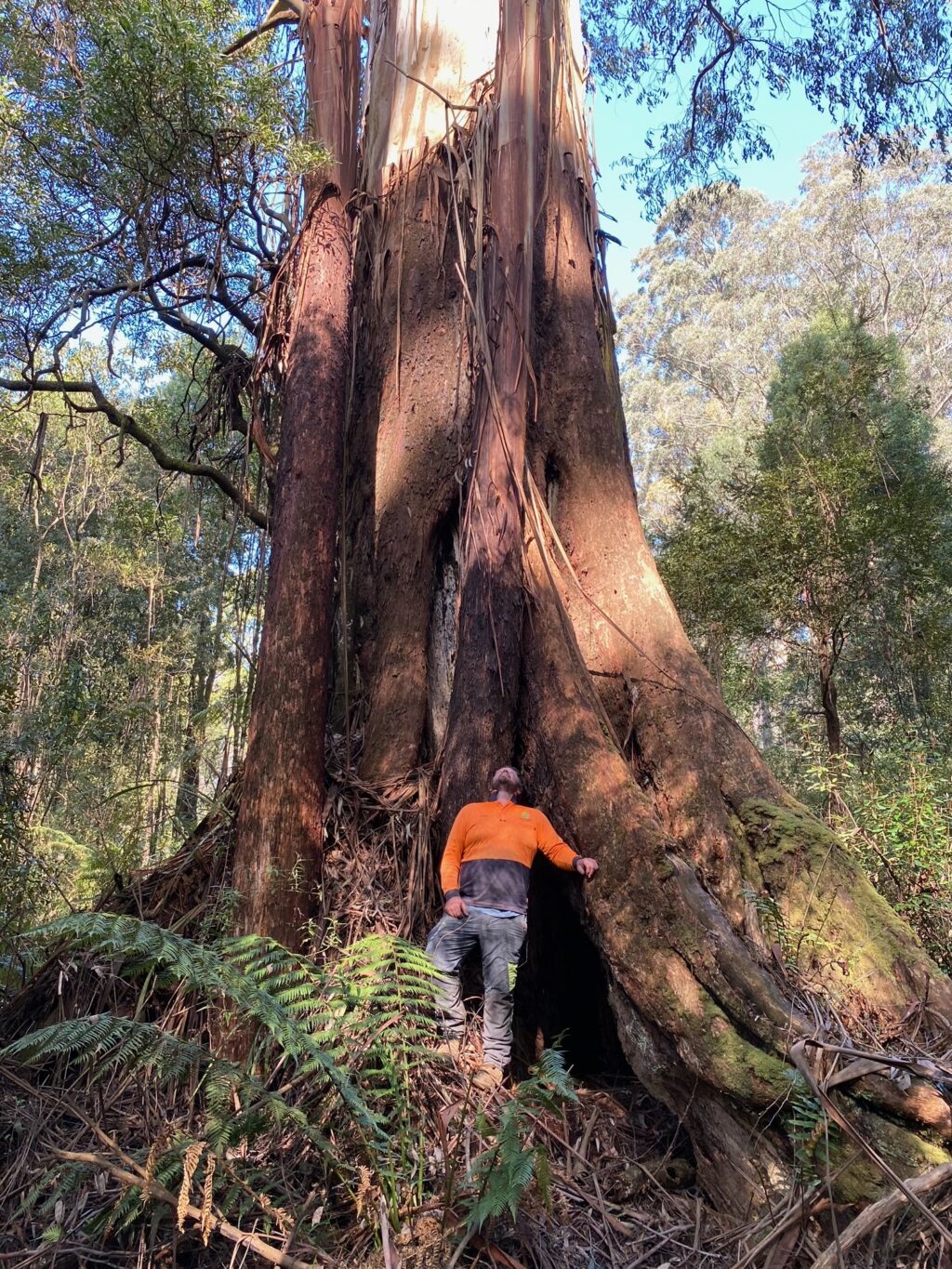 The Mount Fatigue Giant (Mountain Ash) crowned Victorian Tree of the Year 2024