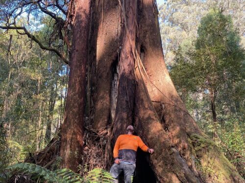 The Mount Fatigue Giant (Mountain Ash) crowned Victorian Tree of the Year 2024