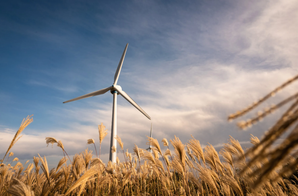 Wind turbines in a field