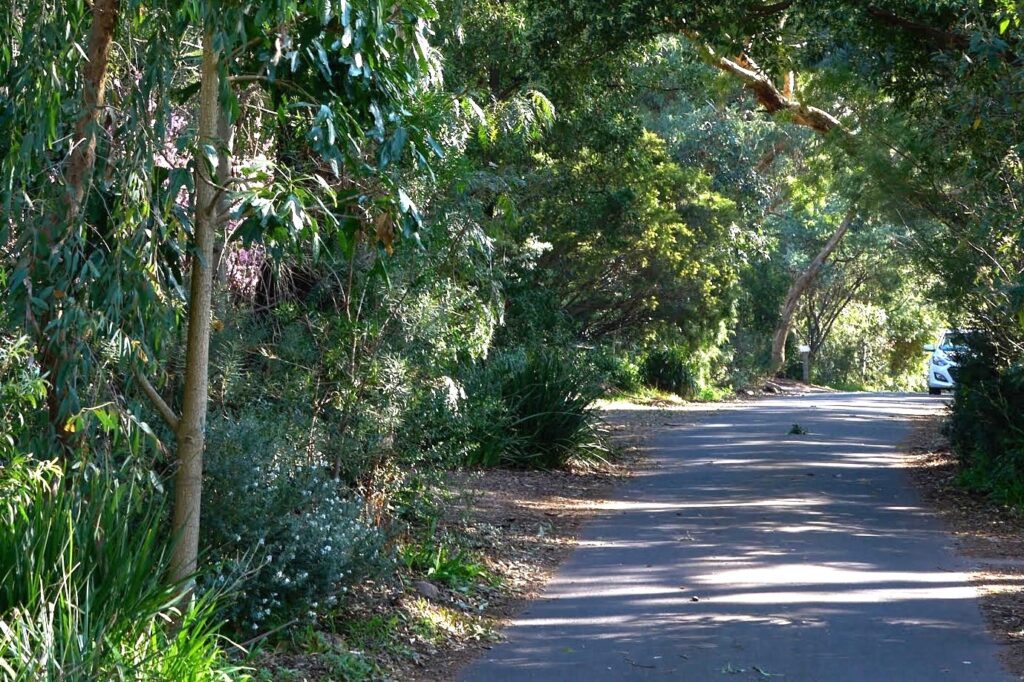 Victory for Urban Biodiversity: Bellbird Streets Excised from Blackburn Activity Centre