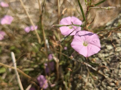 Mooramong Fire Recovery