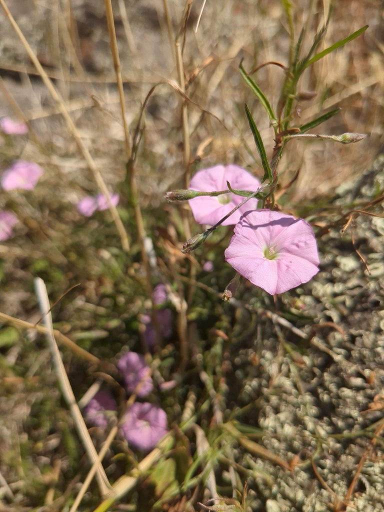 Mooramong Fire Recovery