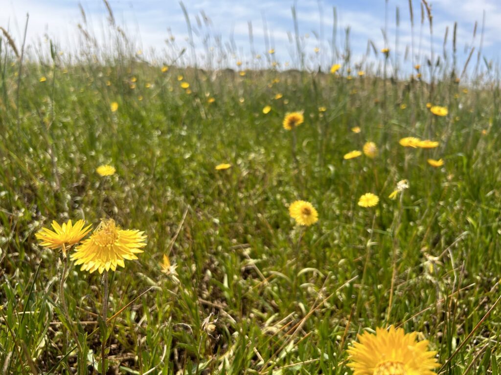 National Trust Advocates to Protect Our Grasslands