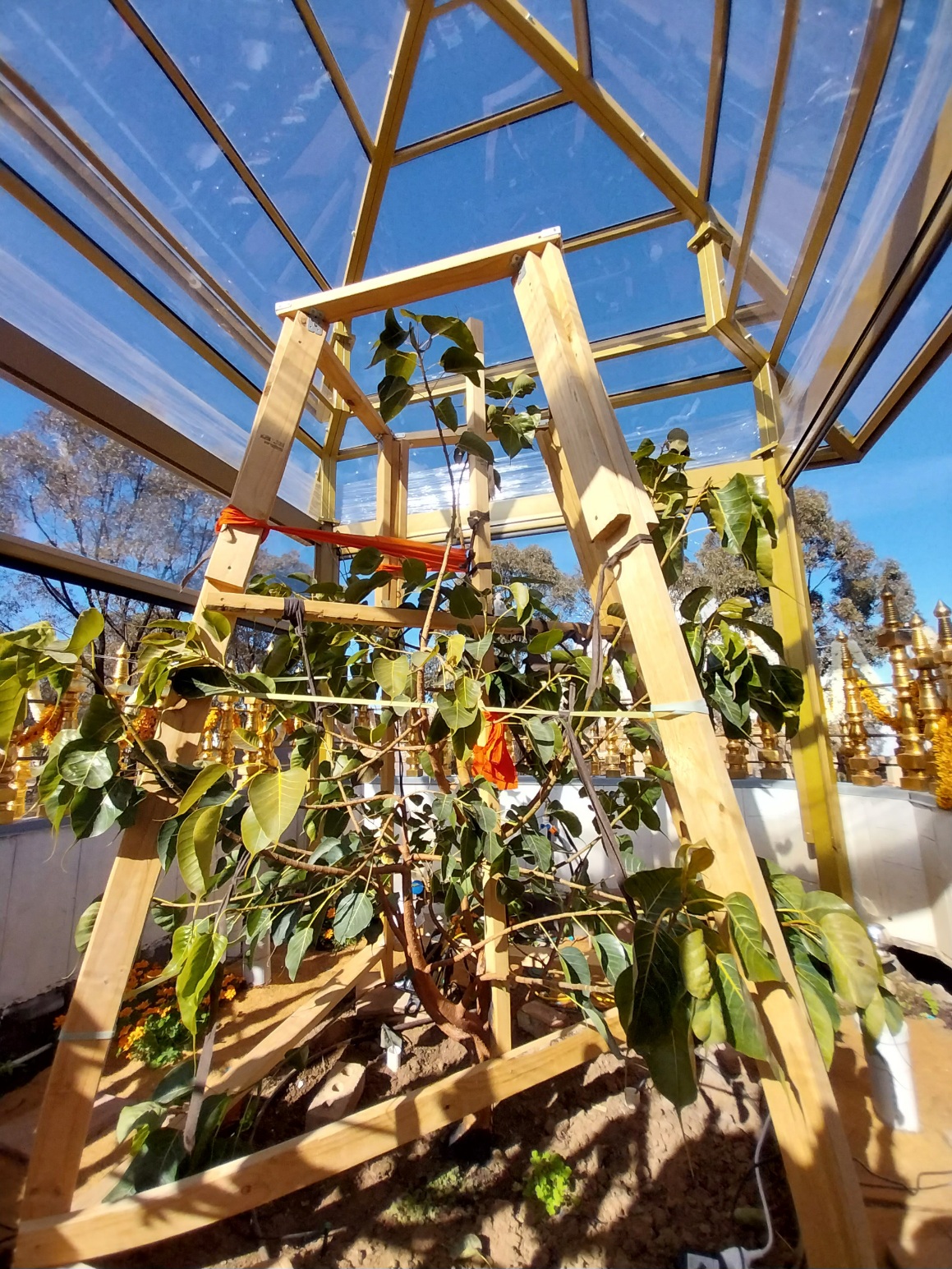 Youngest Tree The Oldest and Youngest Significant Tree | Trust Advocate