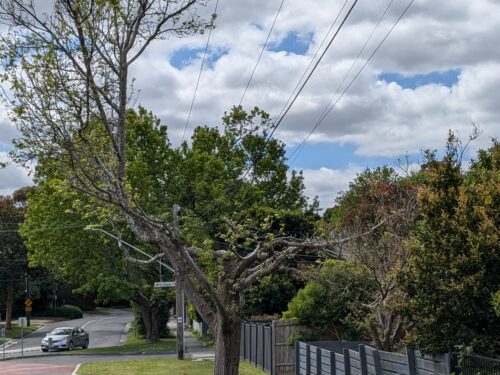 Powerline Clearing in Victoria: An Interview with Dr Greg Moore