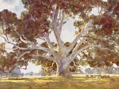 Resplendent Redgums