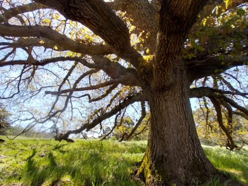 Looking to a Better Future for Victoria’s Significant Trees  
